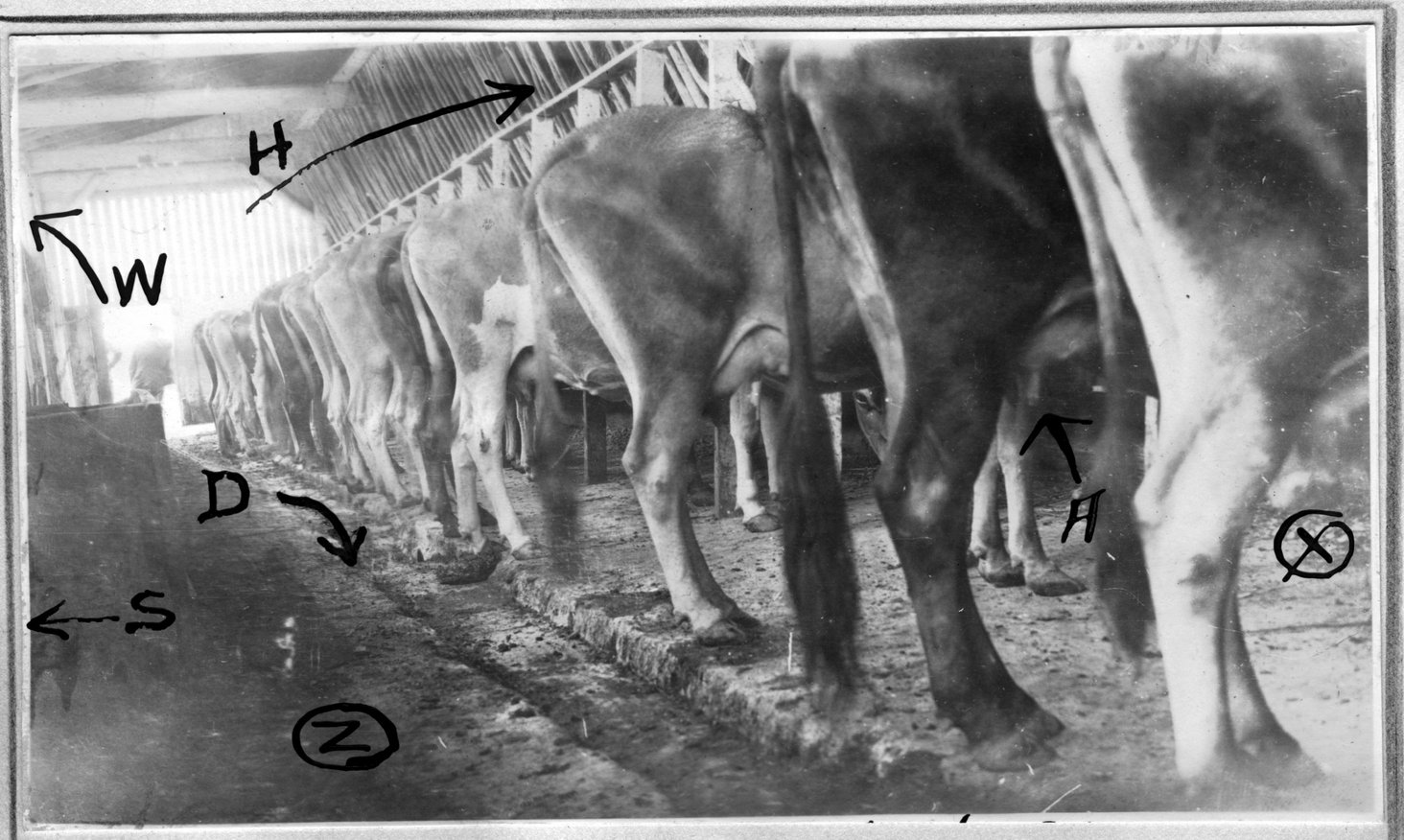 159~C. W. Stewart and Son Barn During Milking.jpg